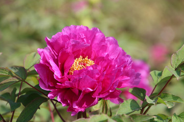 Obraz premium ボタン（牡丹）