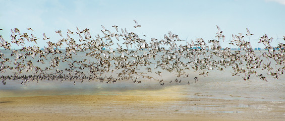 Fototapeta premium Wolność, marzenie o lataniu, lot mewa, rój mewa nad Morzem Północnym :)