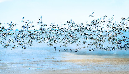Freiheit, Traum vom Fliegen, Möwenflug, Möwenschwarm über der Nordsee :) © doris oberfrank-list