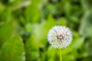 Top view of a common dandelion Taraxacum officinale, a flowering herbaceous perennial plant of the family Asteraceae. The round ball of silver tufted fruits is called a blowball or clock