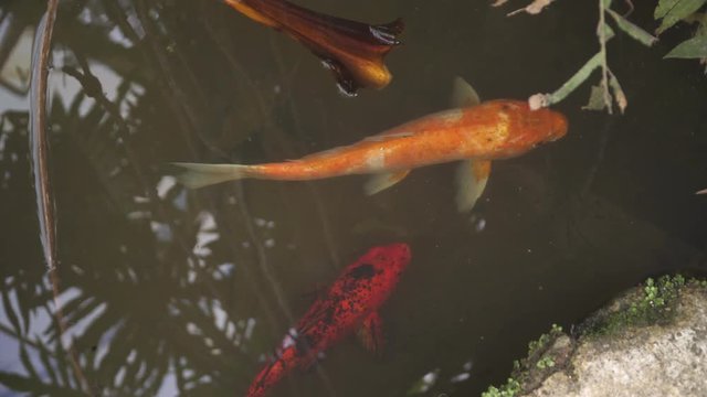 Colourful Koi fish swim in clear water pond at Sao Paulo botanical gardens, leaf, Brazil.