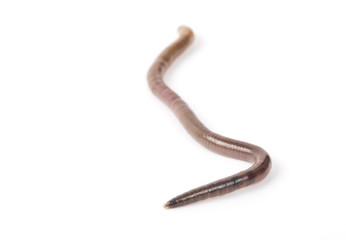 Earth worm isolated on white background. 