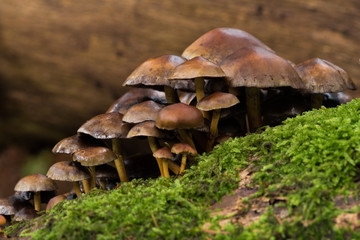 Wild mushrooms