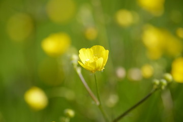 Obraz premium Fleurs jaunes