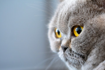 portrait of a gray British short hair cat