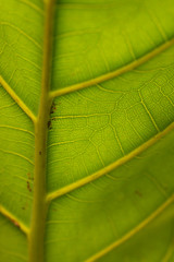Fresh green leaf texture macro close-up