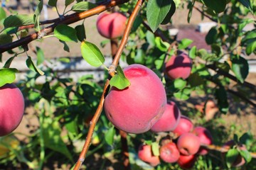 End of August. Harvest. Apples.