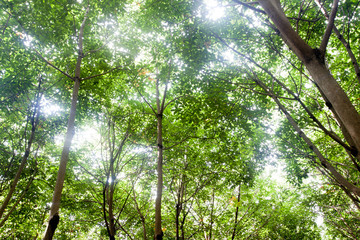 Top of tree rubber plant with light on the sky.