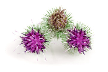 Burdock flower isolated on white background. Medicinal plant: Arctium