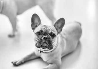 französische bulldogge
