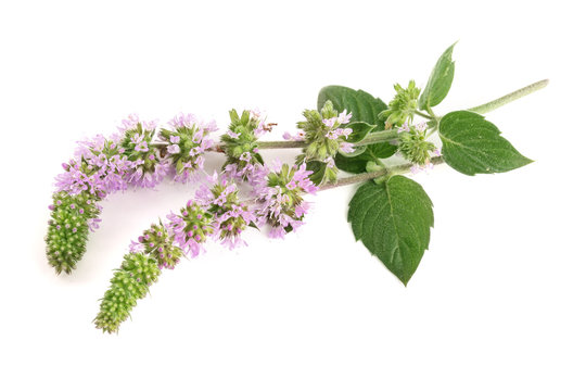 fresh peppermint herb with flowers isolated on white background