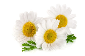 Three chamomile or daisies with leaves isolated on white background - obrazy, fototapety, plakaty