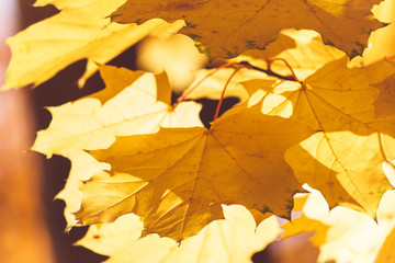 Autumn leaves yellow, orange and red in sunny morning light. Toned photo. Fall nature background. 