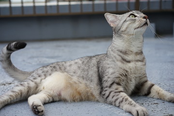 外のエジプシャンマウ