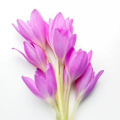 crocus flower over a white background. Top view