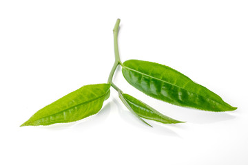 green tea leaf isolated on white