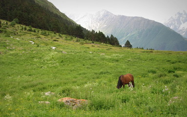 Horse in a mountain field