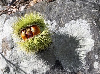 Obraz premium Herbstzeit-Kastanienzeit in den italienischen Bergwäldern