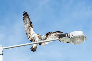 Eastern Osprey (Pandion cristatus) at Cottesloe Beach, Perth, Western Australia.