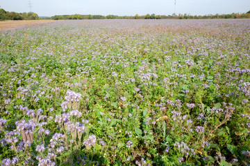Feld mit  Phacelia als Gründüngung