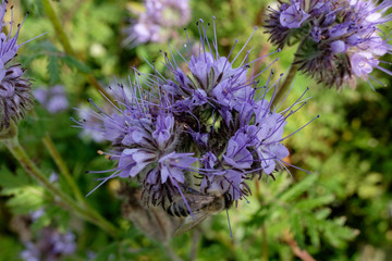 Phacelia als Gründüngung