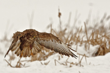 bussard