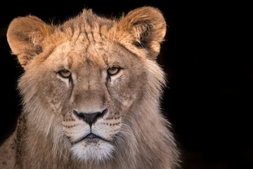 Fototapeta na wymiar Young lion stare down