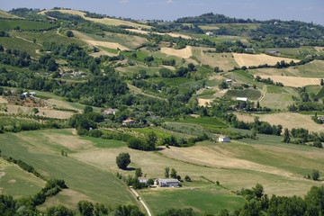 Naklejka premium Landscape in Romagna at summer: vineyards