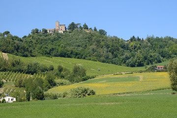 Landscape in Romagna at summer: vineyards