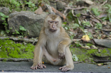 Naklejka na ściany i meble monkeys family on hill park of Phuket