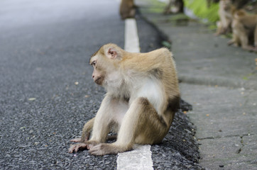 monkeys family on hill park of Phuket
