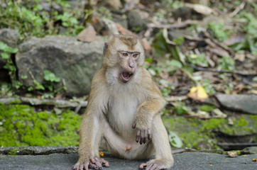 Naklejka na ściany i meble monkeys family on hill park of Phuket