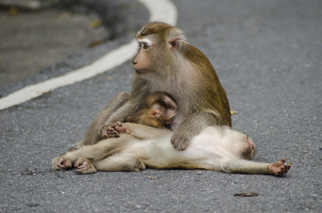 monkeys family on hill park of Phuket