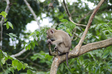monkeys family on hill park of Phuket