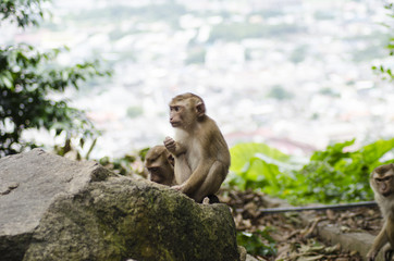 monkeys family on hill park of Phuket