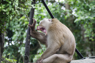 monkeys family on hill park of Phuket