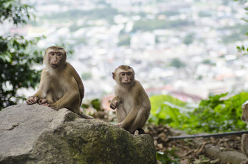 monkeys family on hill park of Phuket