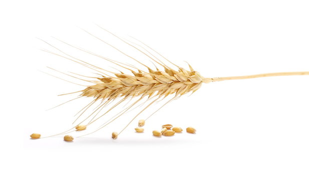 Ears of wheat and seeds isolated on white background