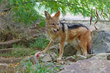 Jackal have a lunch