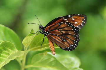 Tropical orange black butterfly macro