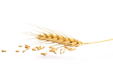 Foto op Canvas Oat grains and ears of wheat isolated on white background © dule964