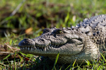 Crocodile au Botswana
