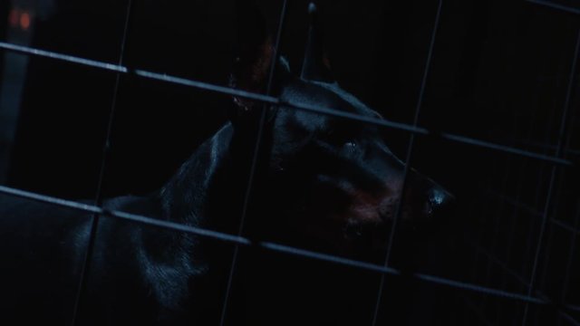 Angry dog in slow motion. Doberman