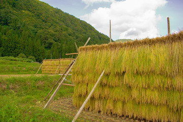 稲穂　天日干し