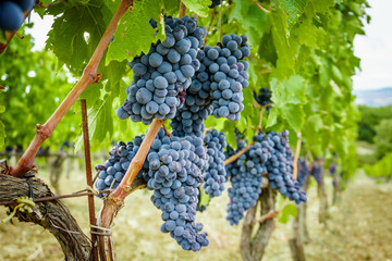 Obraz premium Ripe grapes in fall. autumn harvest.