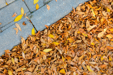 Yellow Fallen Autumn Leaves on the on the Sidewalk Paved with Gray Concrete Paving Stones Top View. Autumn Approach, Season Change Concept