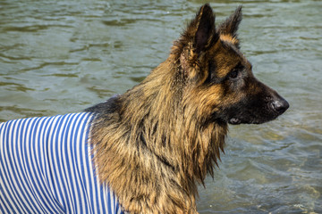 Wet German shepherd in a vest closeup