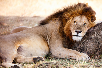 Male lion in Africa