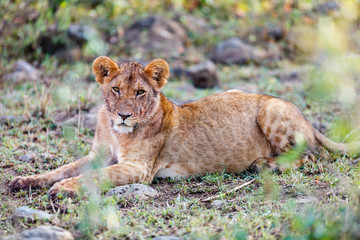 Young lion in Africa