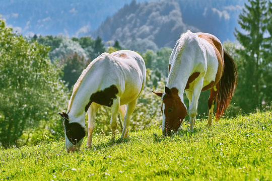 Horses on the Pasture